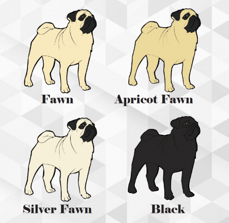Pug Breed Standard Colours